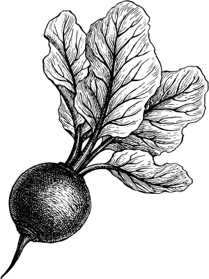 Légumes | Les Serres de Ripan