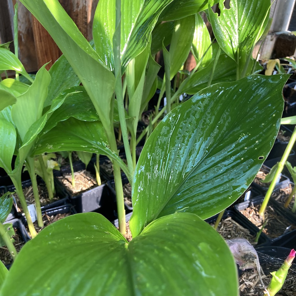 Gingembre mangue Bio