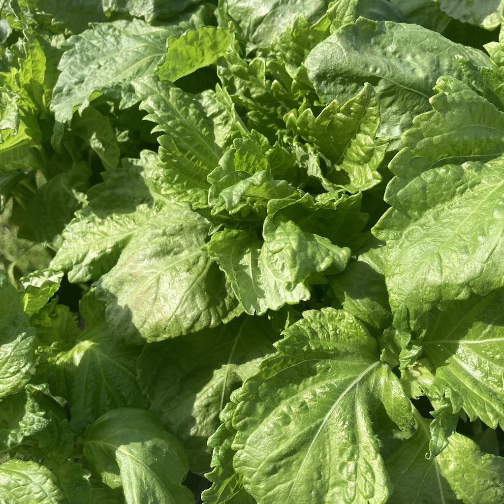 Périlla Vert Bio – Shiso Bio